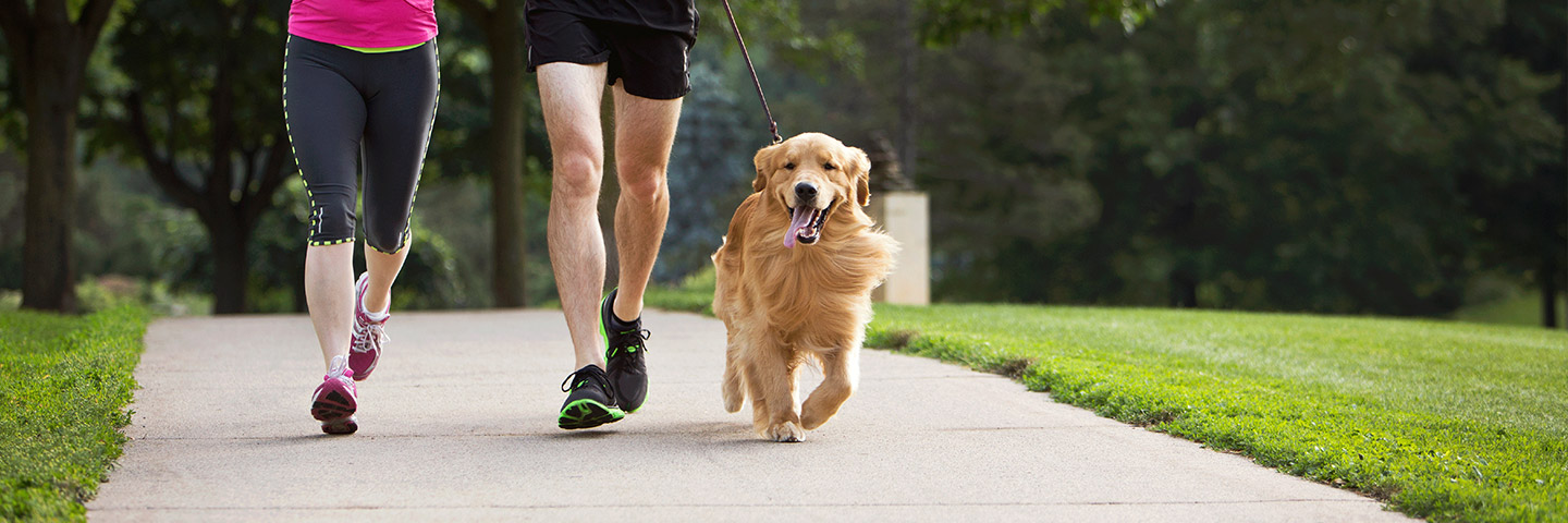 DogWatch of Greater Pittsburgh, Pittsburgh, PA | Electronic Dog Training Collars Footer Image Image