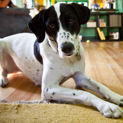 DogWatch of Greater Pittsburgh, Pittsburgh, PA | Indoor Pet Fences Contact Us Image