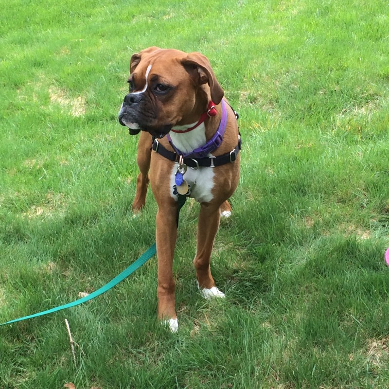 DogWatch of Greater Pittsburgh, Pittsburgh, PA | Photo Gallery  Image