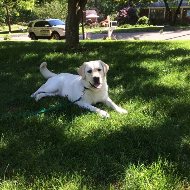 DogWatch of Greater Pittsburgh, Pittsburgh, PA | Photo Gallery  Image