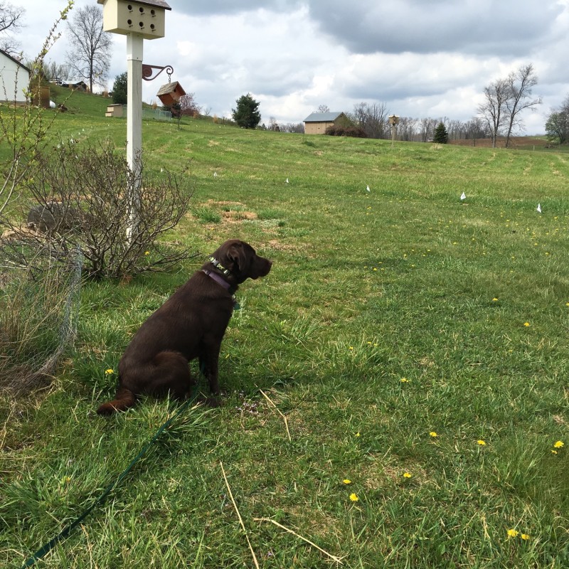 DogWatch of Greater Pittsburgh, Pittsburgh, PA | Photo Gallery  Image