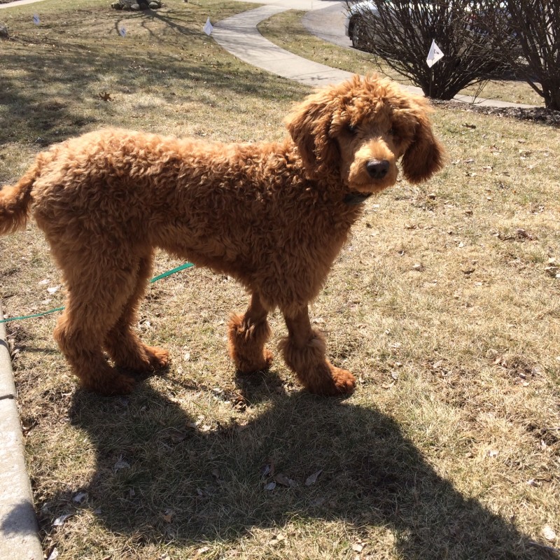 DogWatch of Greater Pittsburgh, Pittsburgh, PA | Photo Gallery  Image