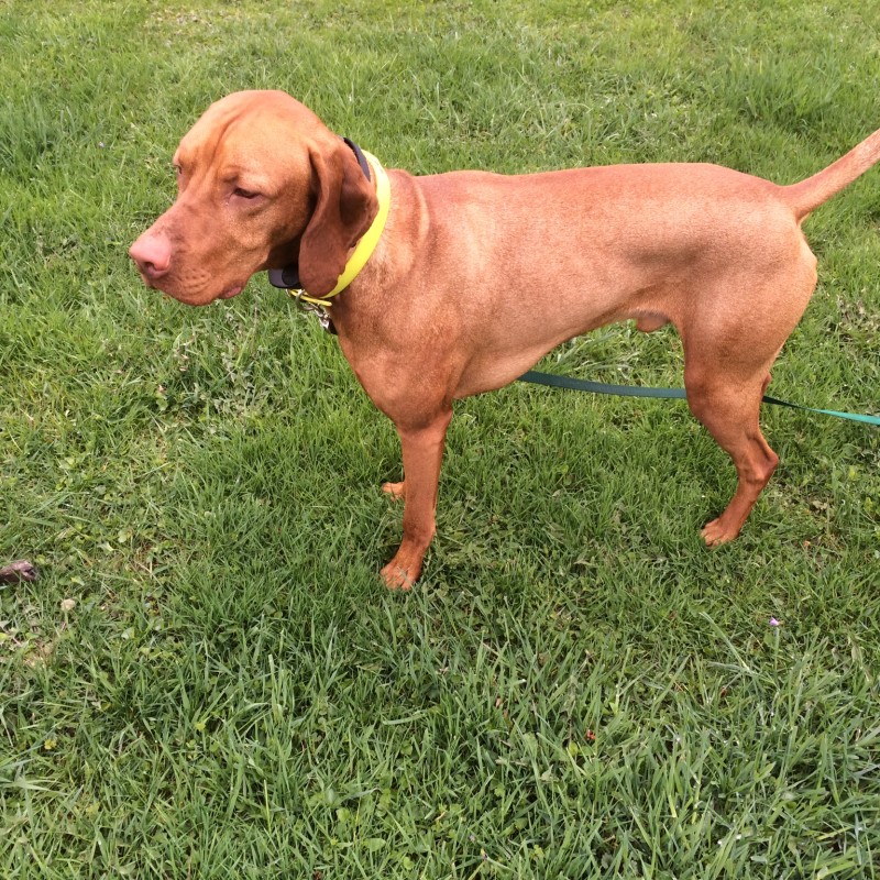 DogWatch of Greater Pittsburgh, Pittsburgh, PA | Photo Gallery  Image