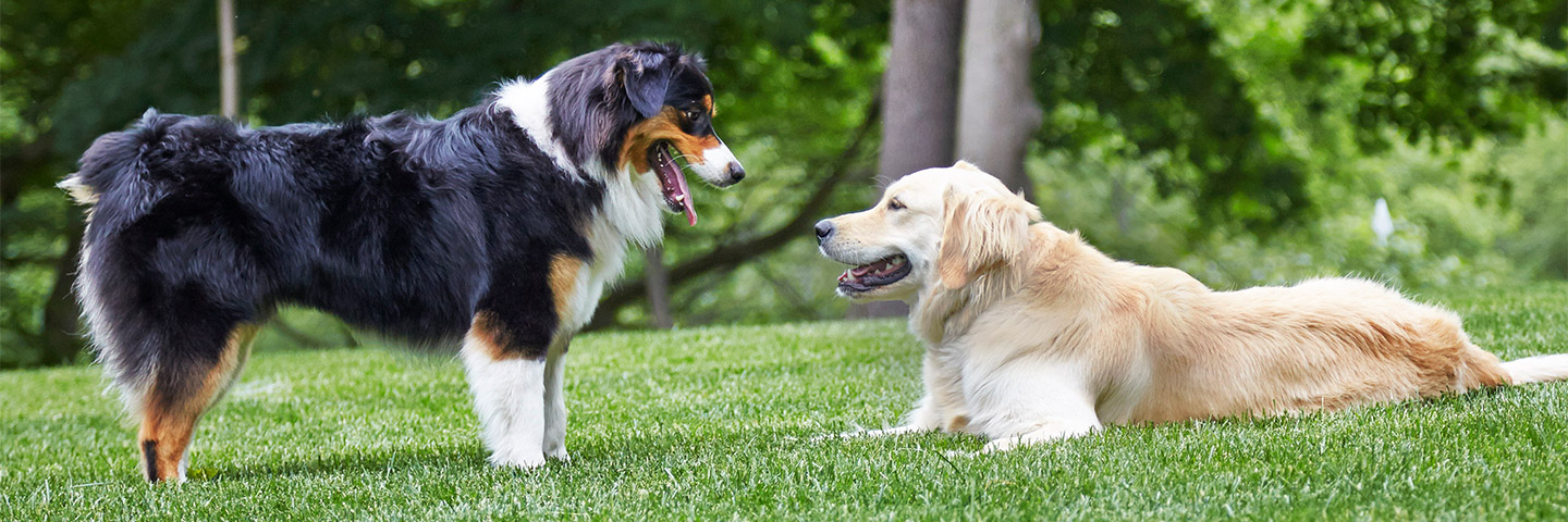 DogWatch of Greater Pittsburgh, Pittsburgh, PA | Outdoor Hidden Dog Fences Slider Image