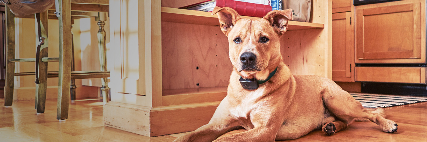 DogWatch of Greater Pittsburgh, Pittsburgh, PA | Indoor Pet Fences Slider Image