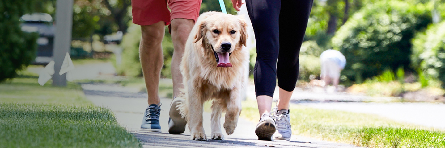 DogWatch of Greater Pittsburgh, Pittsburgh, PA | SideWalker Leash Trainer Slider Image