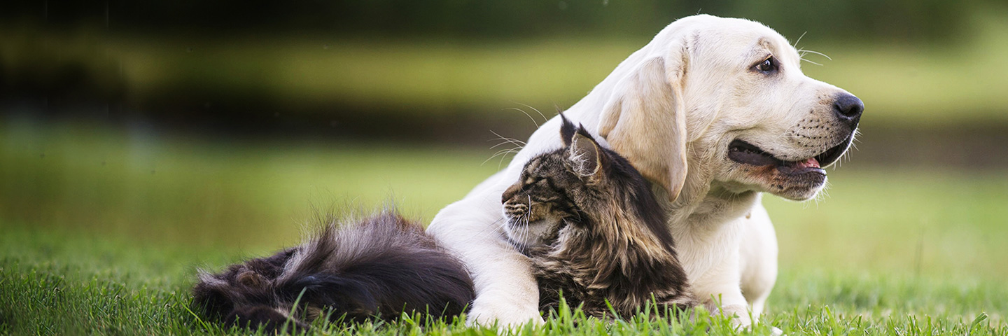 DogWatch of Greater Pittsburgh, Pittsburgh, PA | Cat Fences Slider Image